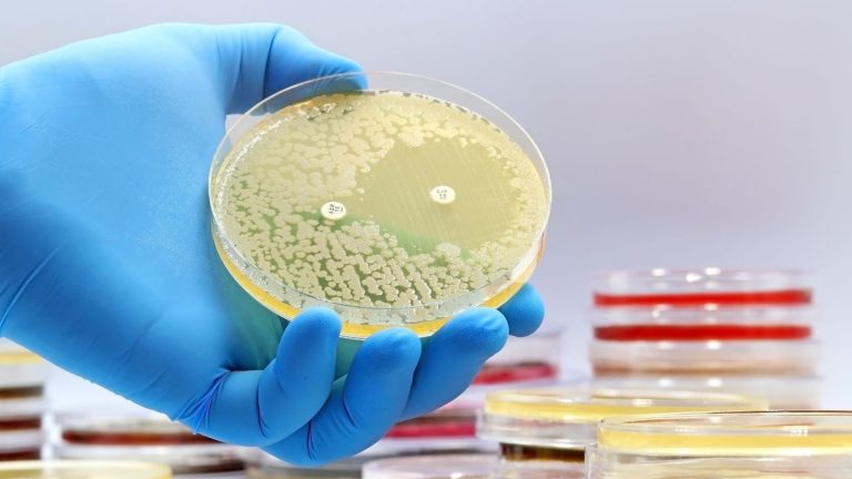 Incestflox: An antibiotic killing bacteria